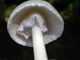 Amanita virosa: gives a close view of the pure white gills and pendulous superior ring.